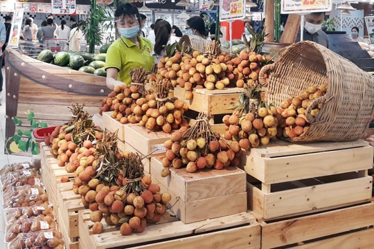Vải thiều vào vụ thu hoạch, Hà Nội hỗ trợ các địa phương tiêu thụ