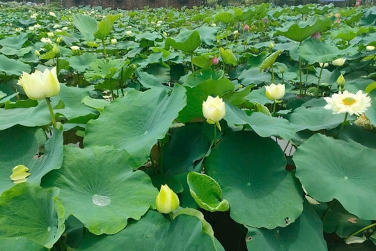 Hà Nội mười hai mùa hoa