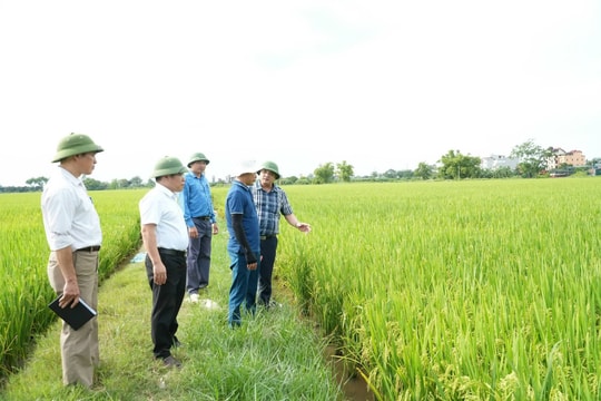 Xã Chuyên Mỹ đẩy mạnh cơ giới hóa, nâng cao hiệu quả sản xuất lúa xuân