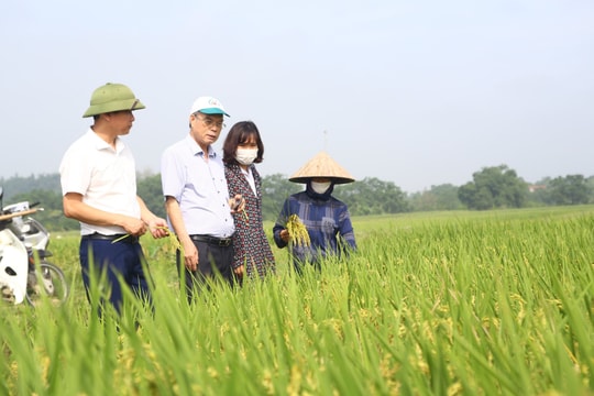 Hạt gạo Việt chuyển hướng cạnh tranh bằng chất lượng và tiêu chuẩn xanh