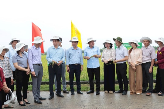 Vụ xuân 2026 của Hà Nội: Nâng giá trị hạt gạo, mở rộng liên kết tiêu thụ