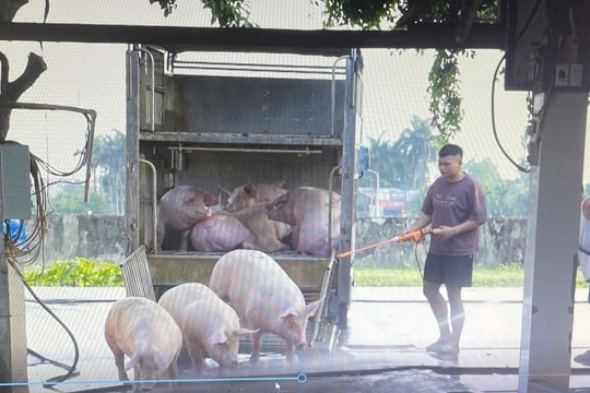 Hà Nội siết chặt xử lý chợ tạm và hoạt động giết mổ nhỏ lẻ Bài 1: Một xã tồn tại 40 điểm giết mổ nhỏ lẻ trong khu dân cư