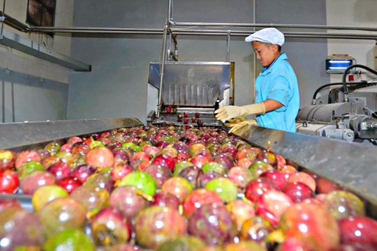 Xuất khẩu rau quả sang EU: Nâng chuẩn để giữ thị trường