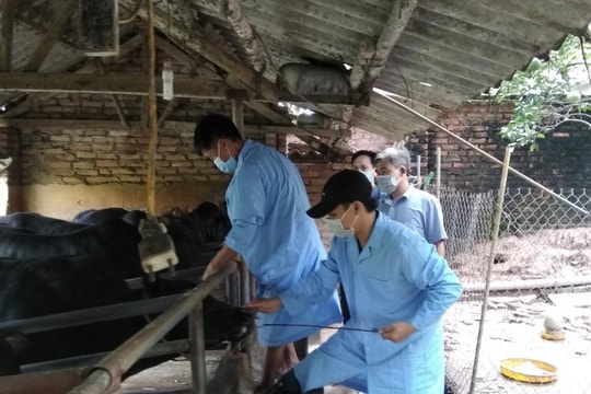 Phân quyền 9 thủ tục chăn nuôi, thú y về cấp tỉnh