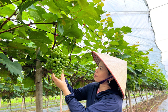 Hà Nội thí điểm nông nghiệp sinh thái, công nghệ cao: Mở hướng đi mới cho kinh tế nông nghiệp đô thị