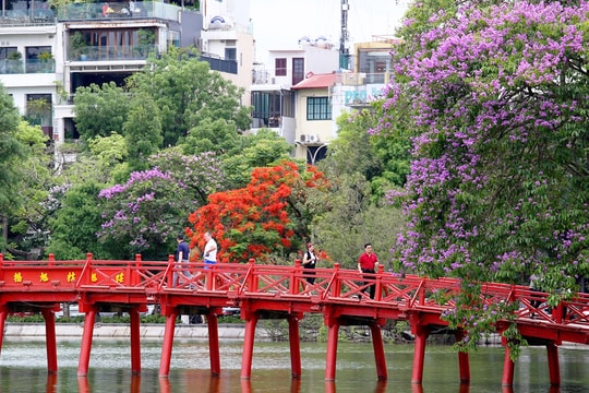 Sắc màu cây đô thị