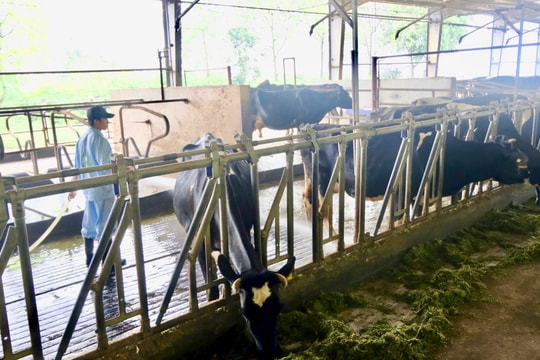 Hà Nội: Không để gia súc, gia cầm “sốc nhiệt” vì nắng nóng