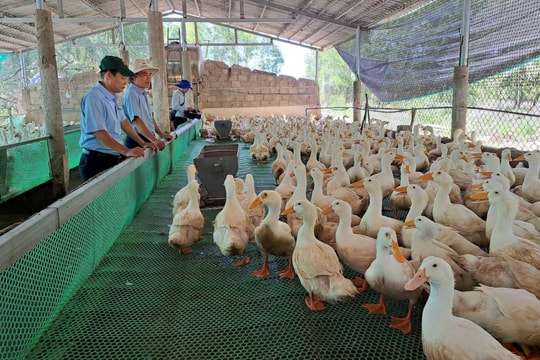 Chủ động chuyển dịch cơ cấu ngành chăn nuôi theo hướng hiện đại, an toàn sinh học