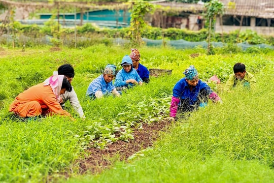 Những người "nông dân số" ở Nam Phù