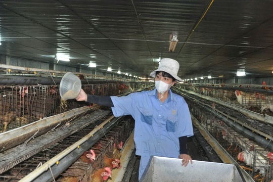 Nắng nóng cực đoan, người chăn nuôi căng mình giữ đàn vật nuôi an toàn