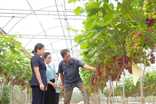 Mở hướng đi mới cho nông sản Hà Nội