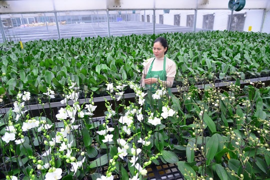 Đào tạo nâng cao chất lượng lao động ngành Nông nghiệp, hình thành lực lượng nông dân số