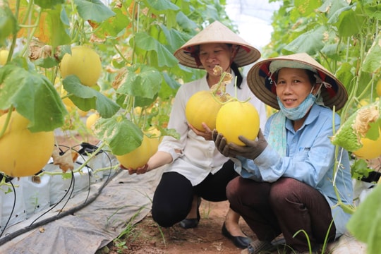Nông nghiệp an toàn: Nâng tầm giá trị nông sản Thủ đô