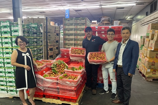Vải Thiều Việt Nam đầu vụ chinh phục người tiêu dùng Hoa Kỳ