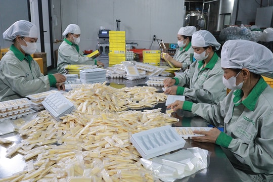 Ngọt thơm “sữa trắng Ba Vì”