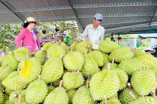 Xuất khẩu rau quả tăng: Cơ hội lớn đi cùng sức ép chuẩn hóa