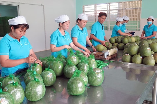 Xuất khẩu rau quả tăng trưởng mạnh, tiến gần mốc 10 tỷ USD