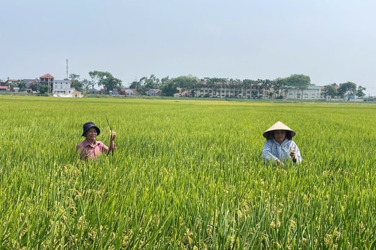 Sản xuất theo hướng VietGAP: Chuẩn hóa quy trình, nâng cao giá trị nông sản