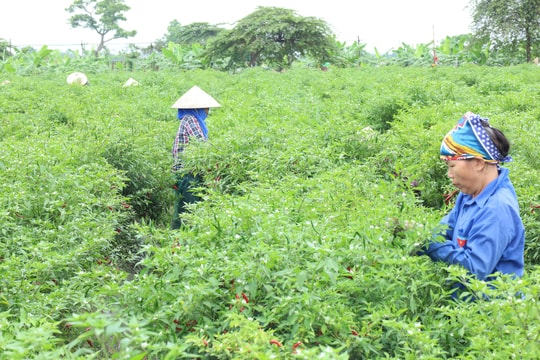 Phúc Sơn không để ruộng hoang
