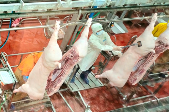 Phạt tiền đến 50 triệu đồng đối với vi phạm về giết mổ động vật