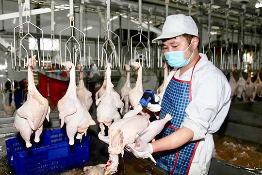 Hà Nội: Từng bước hiện đại hóa giết mổ gia súc, gia cầm