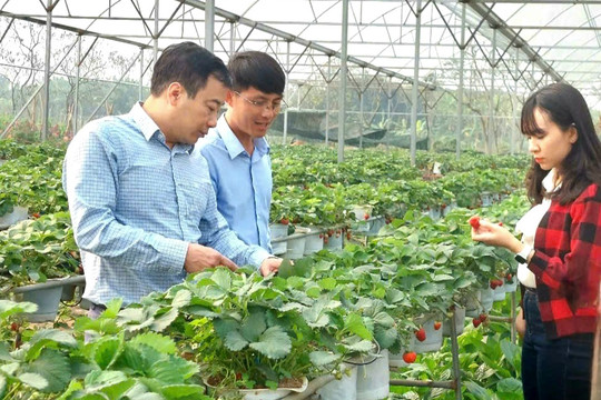 Liên minh HTX thành phố Hà Nội: Phối hợp, thúc đẩy phát triển kinh tế tập thể, chuyển đổi số trong lĩnh vực nông nghiệp