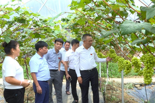 Hộ gia đình ở xã Yên Xuân thành công với mô hình trồng nho sữa theo tiêu chuẩn VietGAP