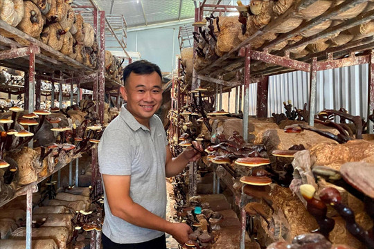 Nông dân trẻ Thiên Lộc và khát vọng đưa nấm lim xanh vươn xa