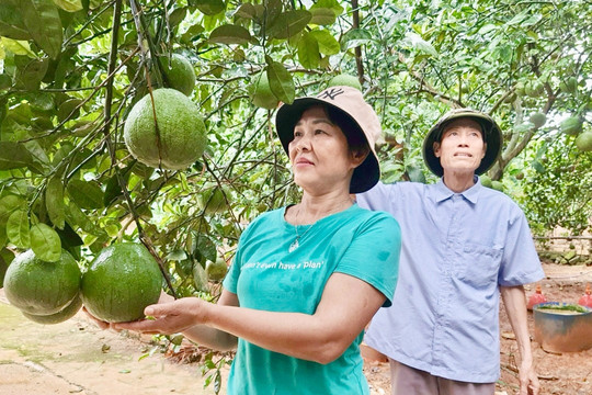Sản xuất nông nghiệp hàng hóa gắn với nhu cầu thị trường