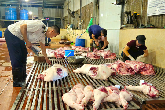 Kiểm tra đột xuất hoạt động giết mổ động vật tại các xã Trần Phú, Bình Minh và phường Chương Mỹ