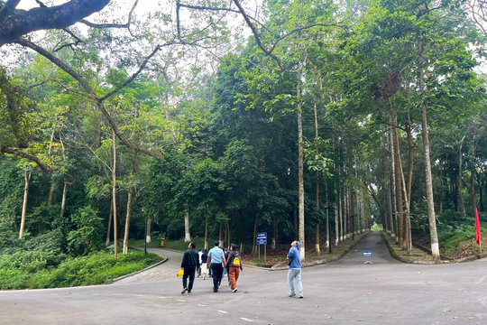 Việt Nam đối mặt bài toán tăng sản lượng không đánh đổi rừng