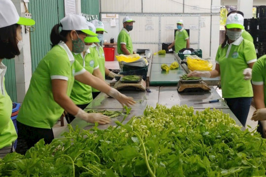 Hà Nội siết chặt kiểm soát rau an toàn bằng mô hình quản lý an toàn thực phẩm