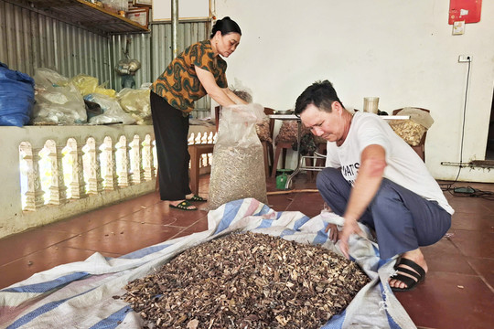 Gìn giữ “kho báu” thuốc Nam dưới chân núi Tản