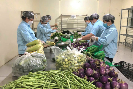 Những cánh đồng xanh sạch ở Bát Tràng