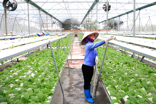 Sản xuất nông nghiệp 6 tháng đầu năm 2026: Giữ vững đà tăng trưởng, tạo nền tảng cho phát triển xanh