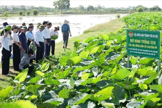 Nông dân Chuyên Mỹ nâng cao chất lượng phong trào thi đua sản xuất, kinh doanh
