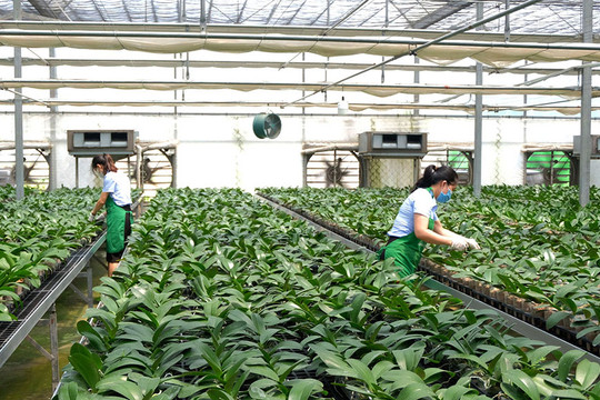 Phát triển nông nghiệp đa giá trị gắn với tái cấu trúc đô thị
