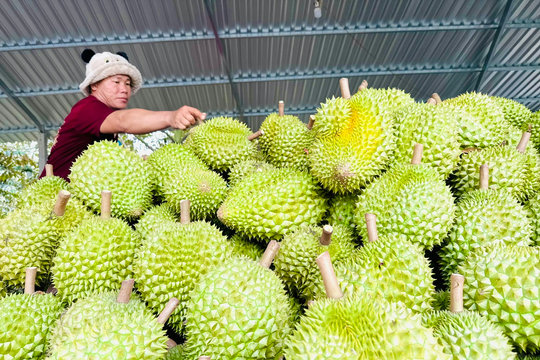 Gỡ điểm nghẽn mã số vùng trồng, cơ sở đóng gói