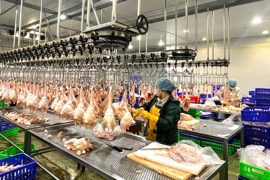 Hà Nội quyết liệt xóa bỏ giết mổ nhỏ lẻ, xây dựng mạng lưới giết mổ tập trung