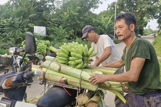 Xã Phú Xuyên: Chủ động thu hoạch chuối, phòng ngừa thiên tai