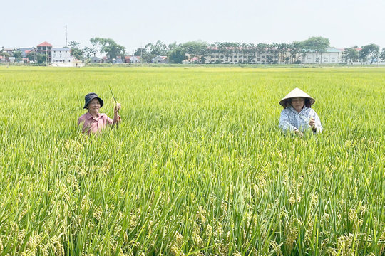 Nâng cao giá trị chuỗi ngành hàng lúa gạo