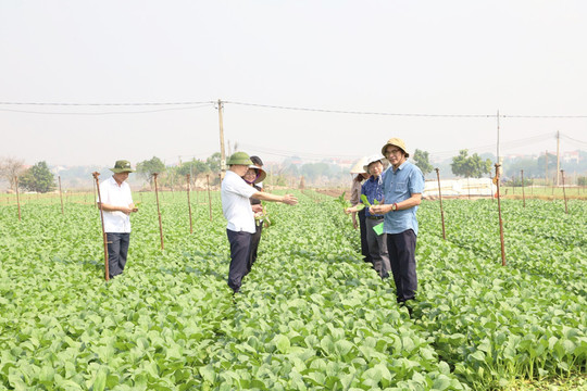 Hà Nội có 5.519ha rau chuyên canh tập trung