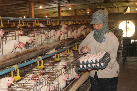 Chăn nuôi công nghệ cao: Hướng đến sản xuất xanh, bền vững