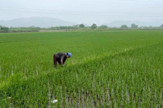 Chủ động phòng trừ sâu bệnh, bảo vệ sản xuất vụ mùa