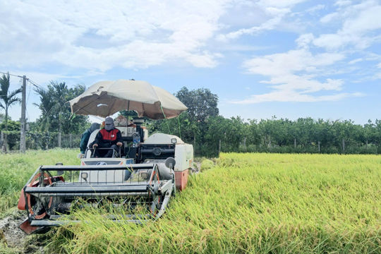 Mô hình VietGAP mở hướng nâng cao giá trị hạt gạo Hà Nội