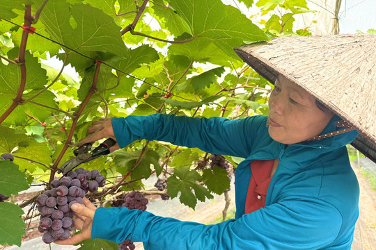 IFAD tiếp tục rót vốn cho phát triển nông thôn tại Việt Nam