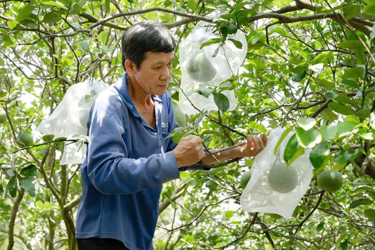 Cấp mã số vùng trồng: Chuyển mạnh từ tiền kiểm sang hậu kiểm
