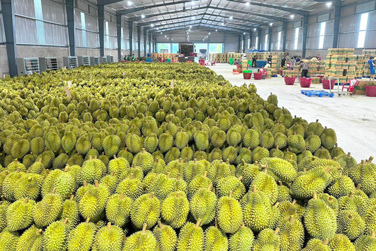 Xuất khẩu rau quả cả nước ước đạt 4,76 tỷ USD, tăng 23%
