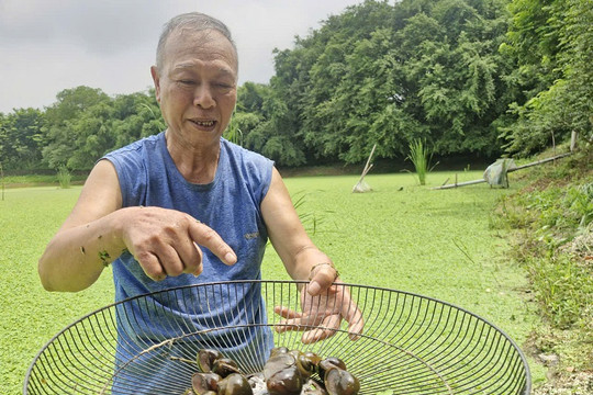 Nuôi ốc nhồi thương phẩm: Mở ra cơ hội phát triển kinh tế bền vững