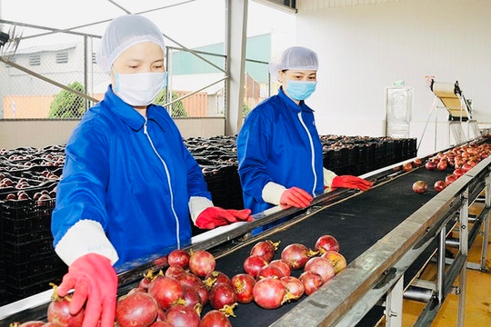 Xuất khẩu rau quả duy trì tốc độ tăng trưởng cao